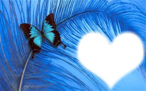 Papillon et plume